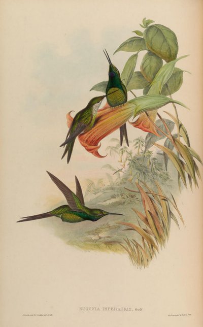 Eugenia imperatrix = Heliodoxa imperatrix - John Gould